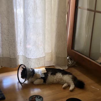 Nexgard Combo Kedimde Alerji Yaptı