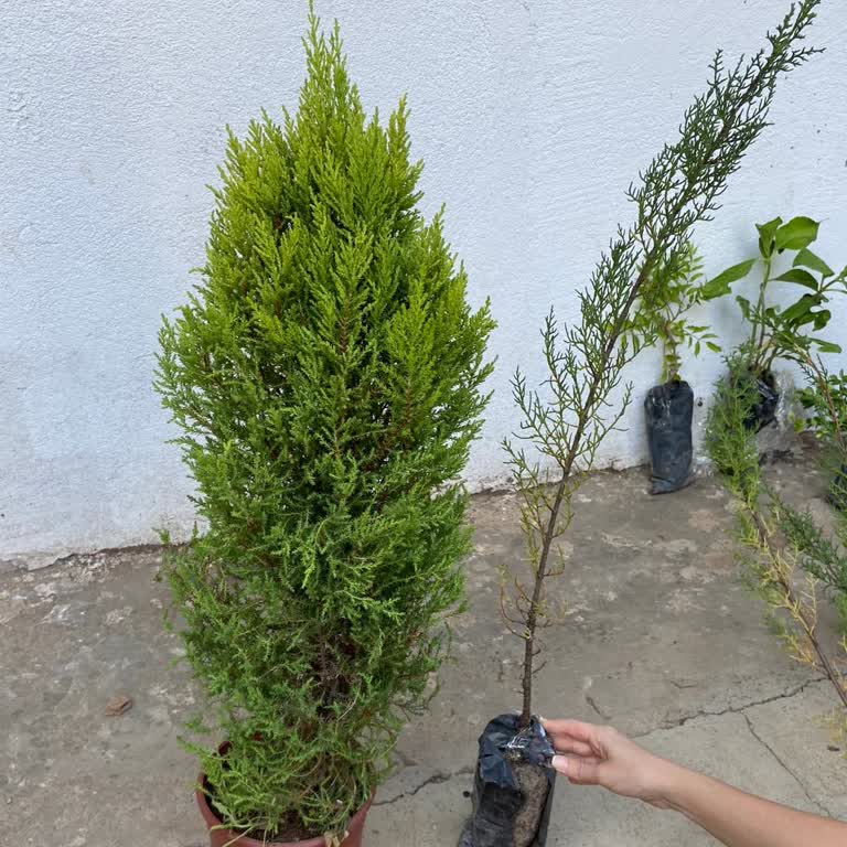 Gönderilen Fidanlar Görsellerden Farklı Ve Yarısı Kurumuş Geldi