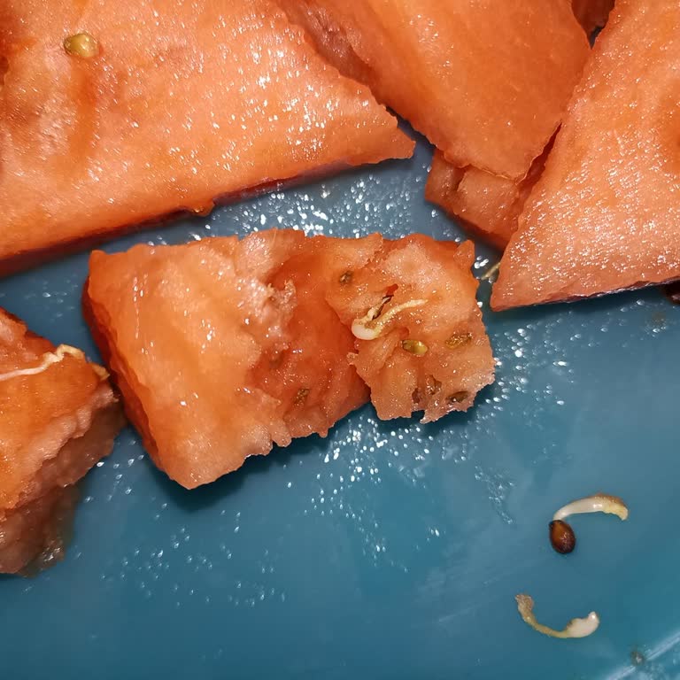 Migros'tan Aldığım Karpuzda Çekirdeklerde Filizlenme Sorunu