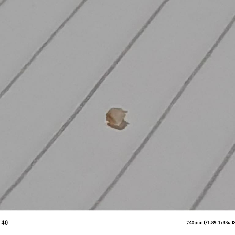 Aldığım İncir Reçelinden Cam Parçası Çıktı, Sağlığım Tehlikeye Girdi