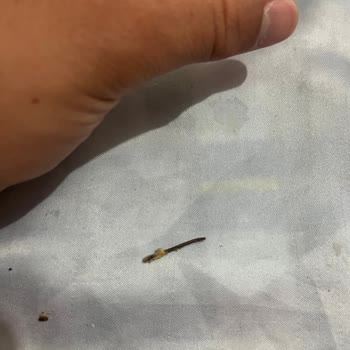 Fıstık Ezmesinde Yabancı Madde: Çocuğum İçin Güvenlik Endişesi Yaşadım