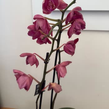 Evlilik Yıldönümünde Solmuş Orkide Teslimatı Ve Kötü Hizmet Deneyimi