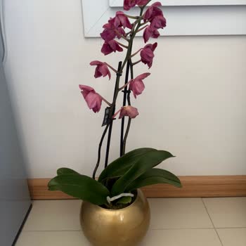 Evlilik Yıldönümünde Solmuş Orkide Teslimatı Ve Kötü Hizmet Deneyimi