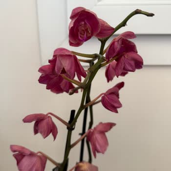 Evlilik Yıldönümünde Solmuş Orkide Teslimatı Ve Kötü Hizmet Deneyimi