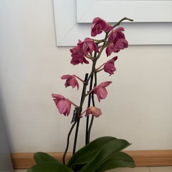 Evlilik Yıldönümünde Solmuş Orkide Teslimatı Ve Kötü Hizmet Deneyimi