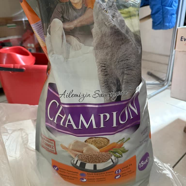 Champion Kedi Mamasını Hiçbir Kedi Yemiyor Parama Yazık Oldu