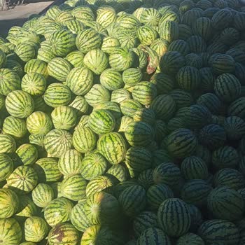 Bayrampaşa Halinde 10 Gündür Karpuzum İndirilmiyor