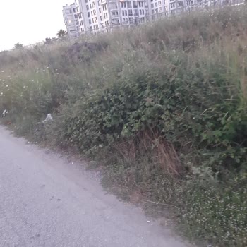 İstiklal Mahallesinde Otlar Yüzünden Yılan Tehlikesi Ve Belediyeden İlgisizlik