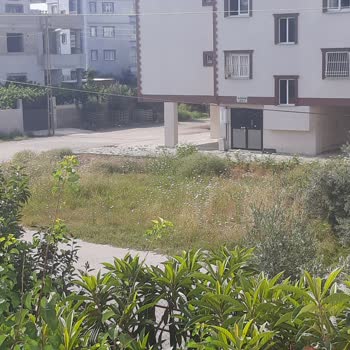 İstiklal Mahallesinde Otlar Yüzünden Yılan Tehlikesi Ve Belediyeden İlgisizlik