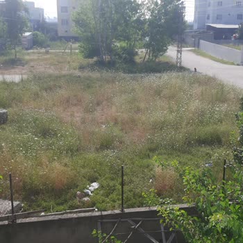 İstiklal Mahallesinde Otlar Yüzünden Yılan Tehlikesi Ve Belediyeden İlgisizlik