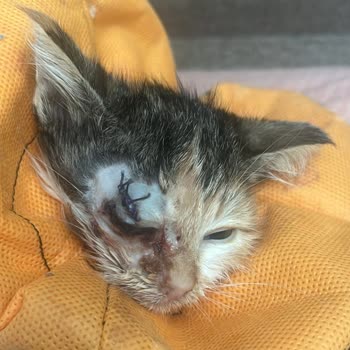 Veteriner Kliniğinde Kedimin Kaybı Ve İlgisizlik