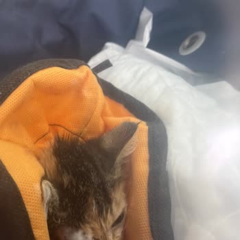 Veteriner Kliniğinde Kedimin Kaybı Ve İlgisizlik