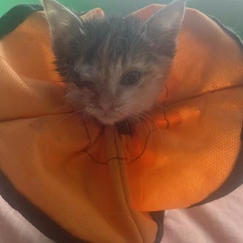 Veteriner Kliniğinde Kedimin Kaybı Ve İlgisizlik