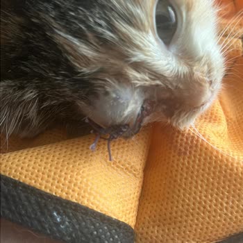 Veteriner Kliniğinde Kedimin Kaybı Ve İlgisizlik