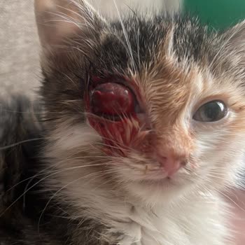 Veteriner Kliniğinde Kedimin Kaybı Ve İlgisizlik