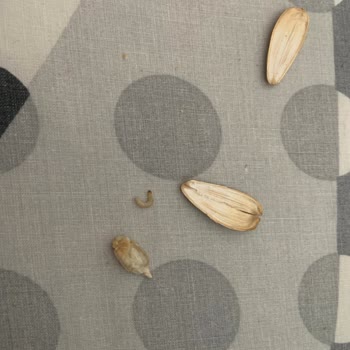 Amigo Açılmamış Çekirdek Paketinden Kurtçuk Çıktı