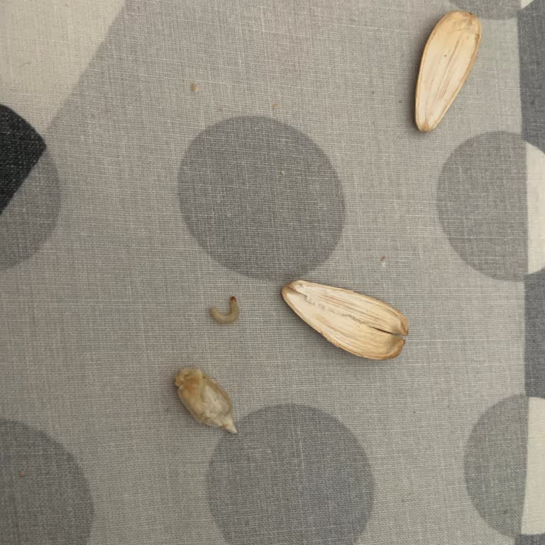 Amigo Açılmamış Çekirdek Paketinden Kurtçuk Çıktı