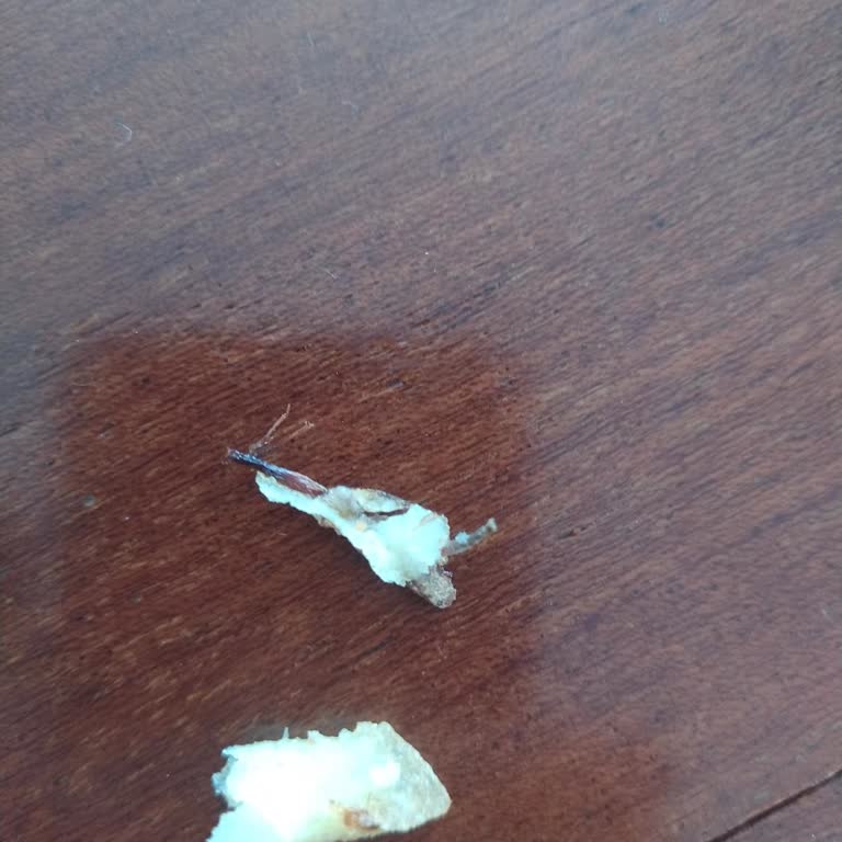 Siparişim Eksik Geldi Ve Patates Kızartmasında Böcek Çıktı