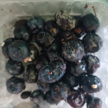 Aldığım Bodrum Blueberry Ürünleri Küflü Çıktı, Param Boşa Gitti