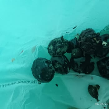 Aldığım Bodrum Blueberry Ürünleri Küflü Çıktı, Param Boşa Gitti