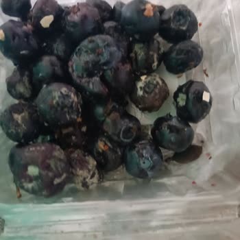 Aldığım Bodrum Blueberry Ürünleri Küflü Çıktı, Param Boşa Gitti