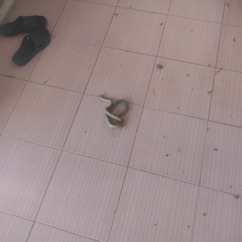 Sirkeli Mahallesinde Yılan Tehlikesine Karşı Belediyeden Acil Çözüm Bekleniyor