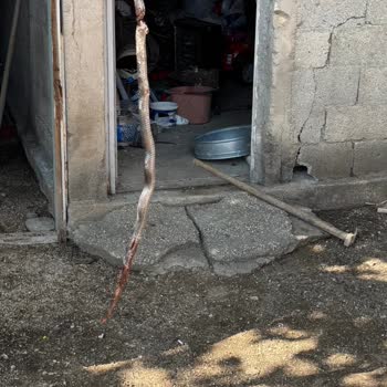 Sirkeli Mahallesinde Yılan Tehlikesine Karşı Belediyeden Acil Çözüm Bekleniyor