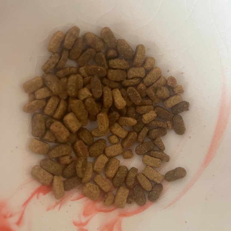 Paws&pati'den Gelen Farklı Renkte Mama Ve İletişim Sorunu