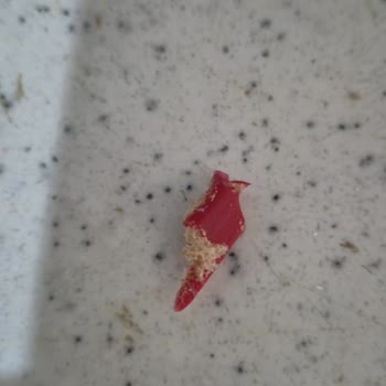 Ekmekten Çıkan Kırmızı Plastik Parçası Büyük Tehlike Oluşturdu