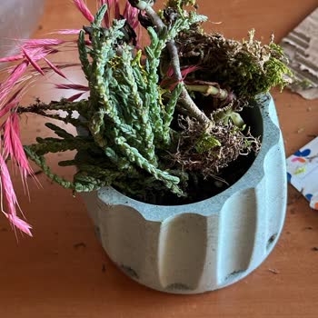 Eksik Ve Düzensiz Paketleme Nedeniyle Hayal Kırıklığı