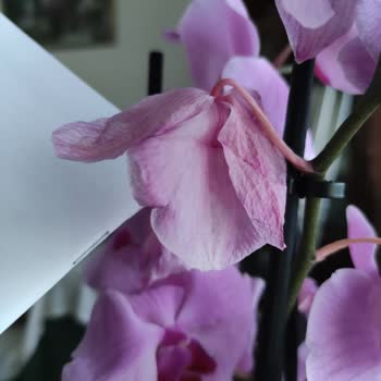 Özel Günde Solmuş Orkide Teslimatı Büyük Hayal Kırıklığı Yarattı