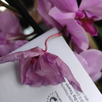 Özel Günde Solmuş Orkide Teslimatı Büyük Hayal Kırıklığı Yarattı