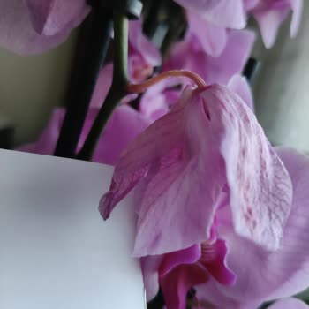 Özel Günde Solmuş Orkide Teslimatı Büyük Hayal Kırıklığı Yarattı