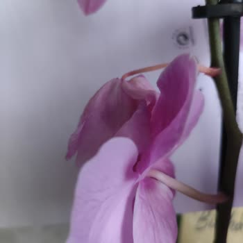 Özel Günde Solmuş Orkide Teslimatı Büyük Hayal Kırıklığı Yarattı