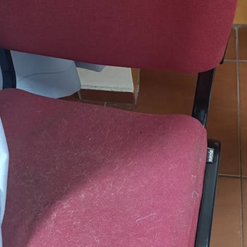 Çapa Hastanesi'nde Hijyen Sorunları Ve Kedi Kaynaklı Rahatsızlıklar Artıyor