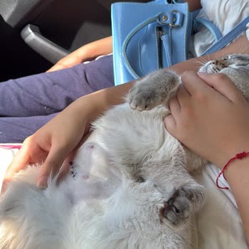 Panem Veteriner Kliniği Kimse Sorumluluk Almadı