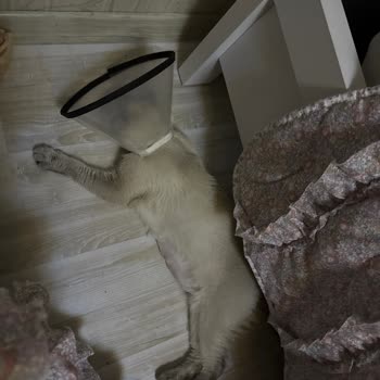 Panem Veteriner Kliniği Kimse Sorumluluk Almadı