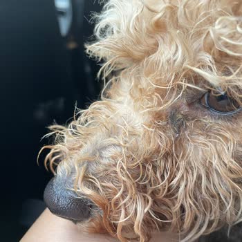 Hermes Dog School Hotel Köpeğimin Sağlığı Ve Temizliği