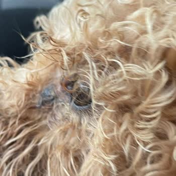 Hermes Dog School Hotel Köpeğimin Sağlığı Ve Temizliği