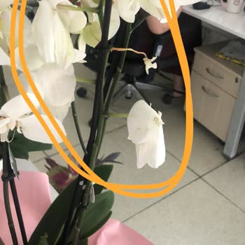 Siparişimde Eksik Ve Solmuş Orkide Gönderildi