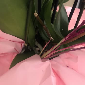 Siparişimde Eksik Ve Solmuş Orkide Gönderildi