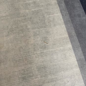 3 Aylık Halı Deforme Oldu, Firma Sorumluluk Almıyor!