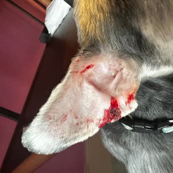 Köpeğimin Tıraşı Sonrası Gizlenen Yaralanmalar Ve Eksik Bilgilendirme