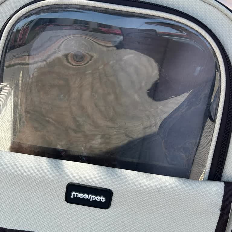 Köfteci Yusuf Ayvalık Truva Tesislerinde Evcil Hayvan Ve Personel Davranışı Sorunu!