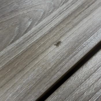 Popeyes Venezia AVM Şubesinde Masada Ölü Böcekle Karşılaştım