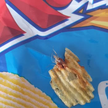 Cips Paketinden Böcek Çıkması: Sağlığımız Tehlikede!