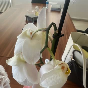 Kırık Çiçek Teslimatı Ve 4 Gündür Çözülmeyen Mağduriyet!