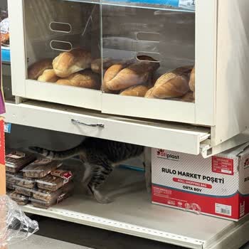 A101 Kartal Şubesi Hijyen Ve Çalışan Disiplini Sorunu