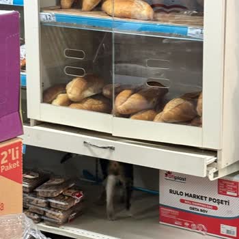 A101 Kartal Şubesi Hijyen Ve Çalışan Disiplini Sorunu