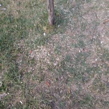 Çocuk Parkı Ve Çevresi Çöplük Gibi Kötü Kokular Yayılıyor